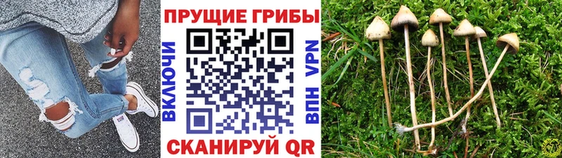 Купить где  Анива  Галлюциногенные грибы Cubensis 